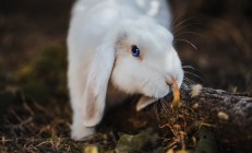 九游体育直播-塞内加尔铁闸粉碎那不勒斯，卡瓦哈尔攻防两端展大师风范