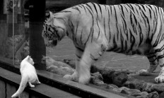 九游娱乐网站-暗流汹涌的英超争冠夜，谁将一手掌控比赛走势？