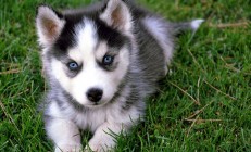 九游中国-活塞淘汰猛龙欧文19+19封神！宿命对决铸就经典，控卫之神正名之战