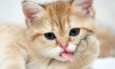 九游体育直播-掌控与压制，当战术纪律碾过才华横溢