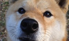 9you娱乐-爱德华兹驶入季后赛的赛道，胜利的逻辑从未转弯