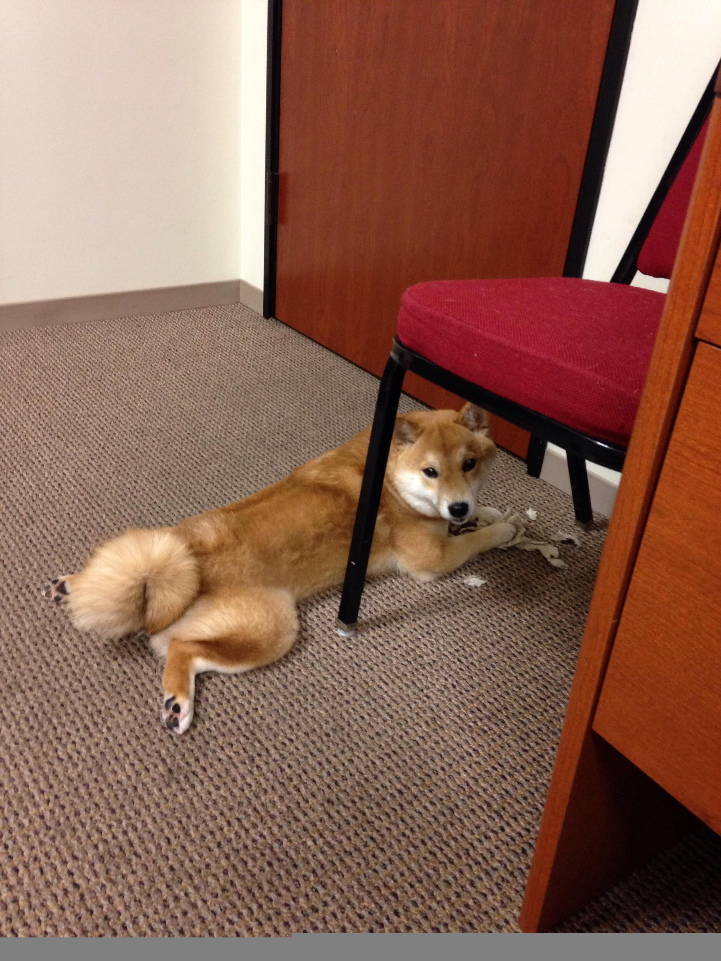 京狮怒吼！霍勒迪单刀直入彻底摧毁防线，北京队力擒黄蜂