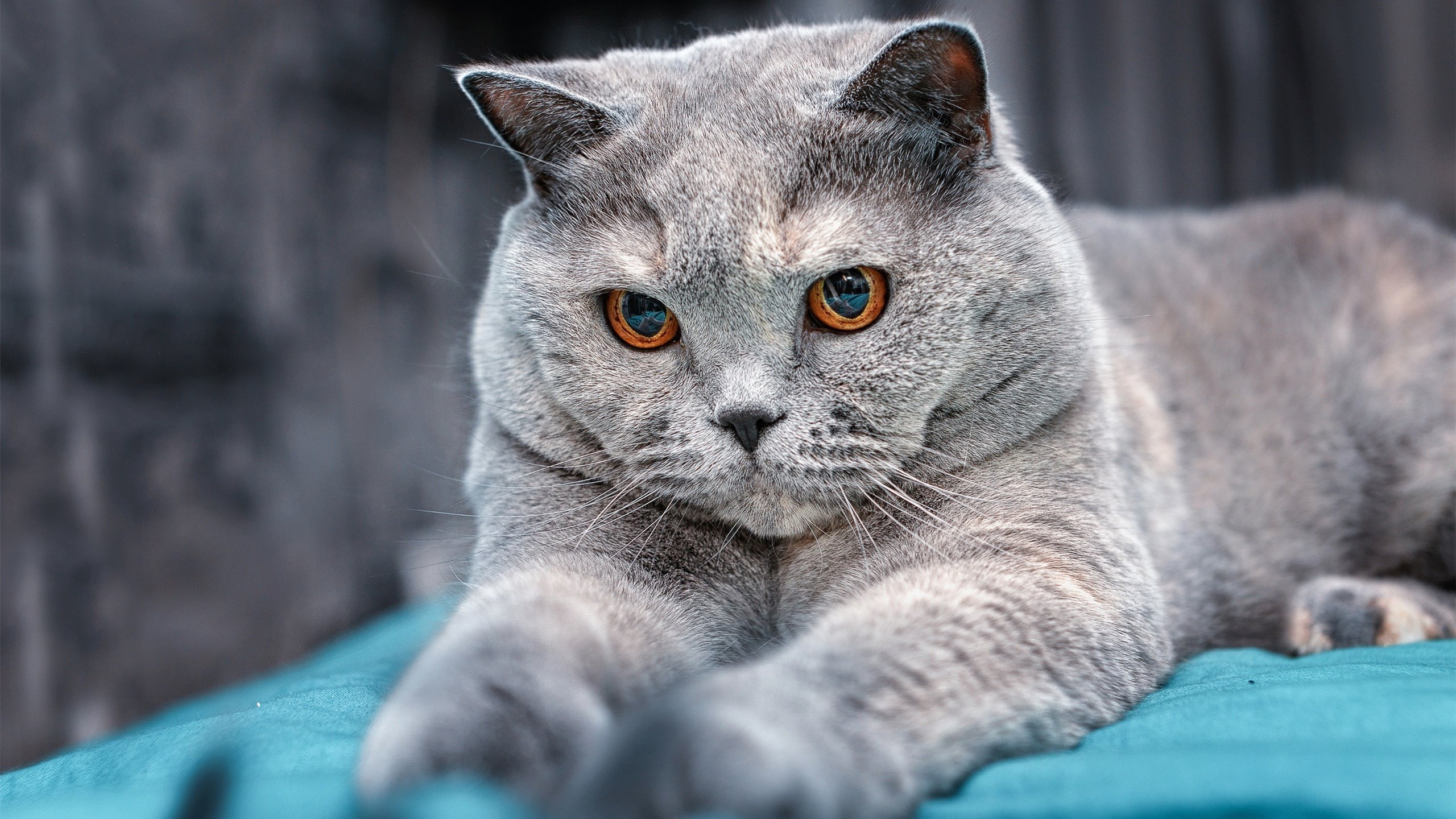 末节风暴！英格拉姆化身关键先生，吉林队带走胜利