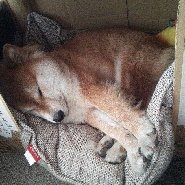 布伦森爆发引领战术革命，浙江队以东方智慧正面击溃灰熊