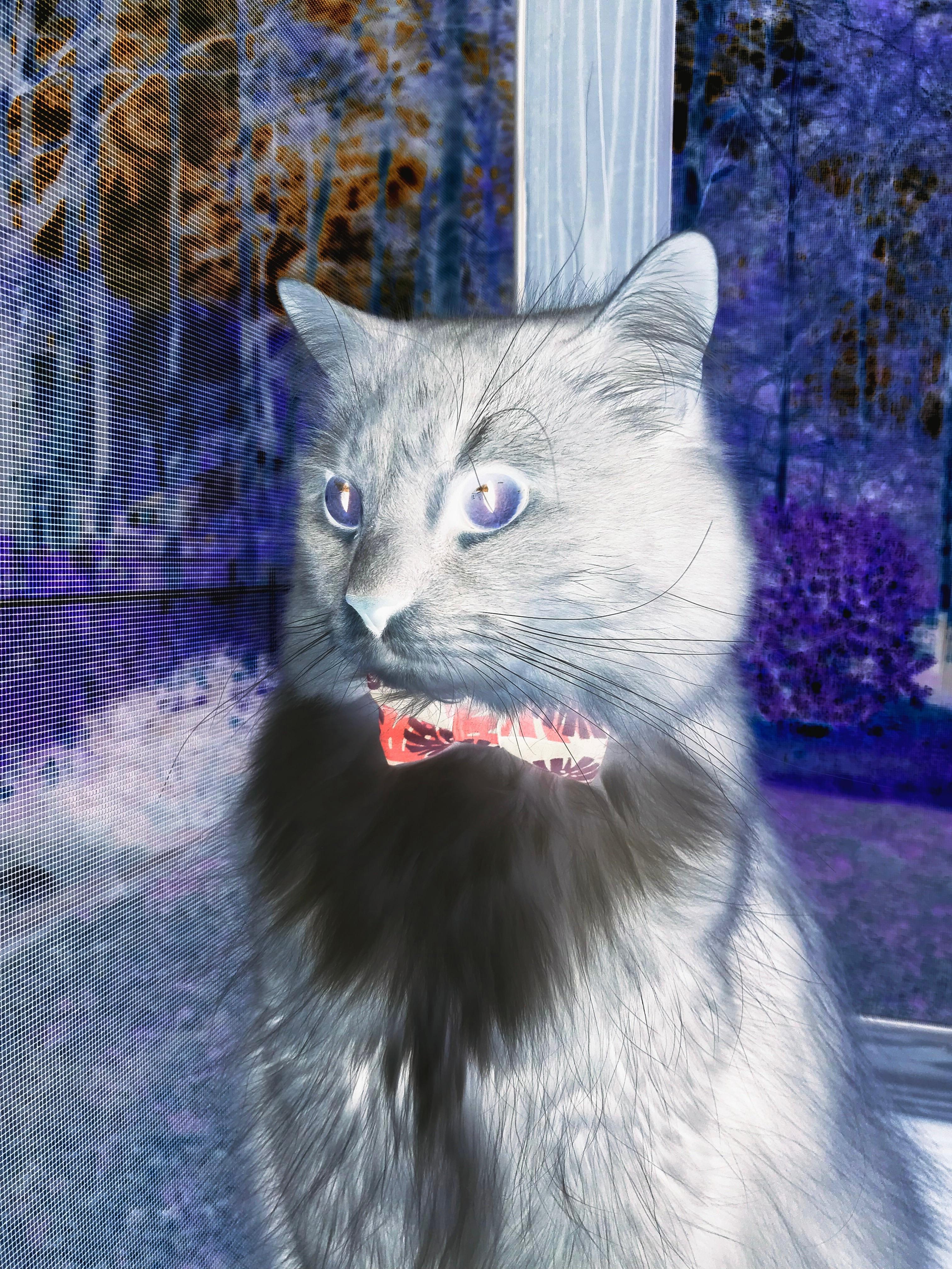 迪巴拉成胜负手,皇家社会力克阿尔及利亚队