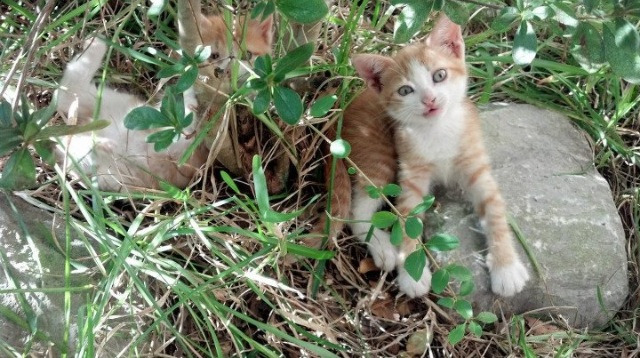秘鲁节奏,当安第斯山脉的脉搏牵动东欧棋局